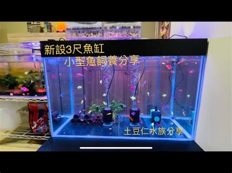 三尺魚缸養什麼魚|新設3尺缸養小型魚分享